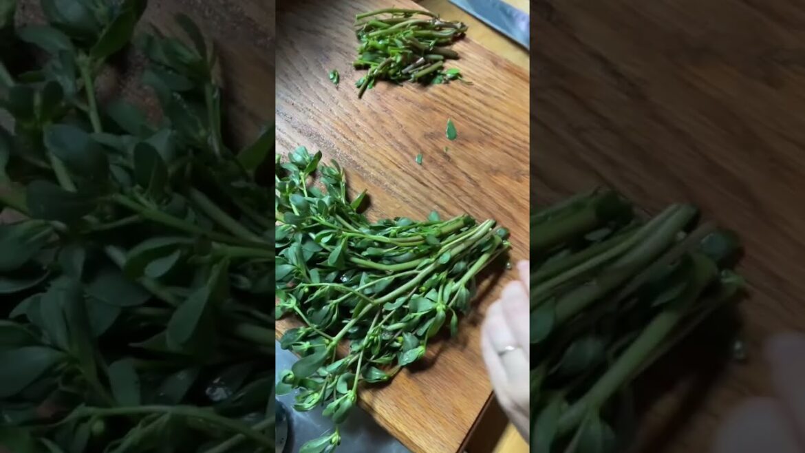 How we make use of weeds like purslane in our vegetable garden! #gardening #gardentips #foraging