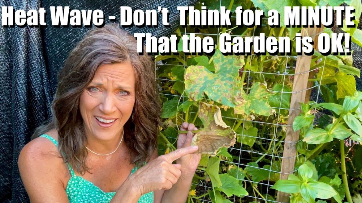 Heat Wave: Don’t Think for a MINUTE Your Vegetable Garden is OK! Heat Wave: Don’t Think for a MINUTE Your Vegetable Garden is OK!