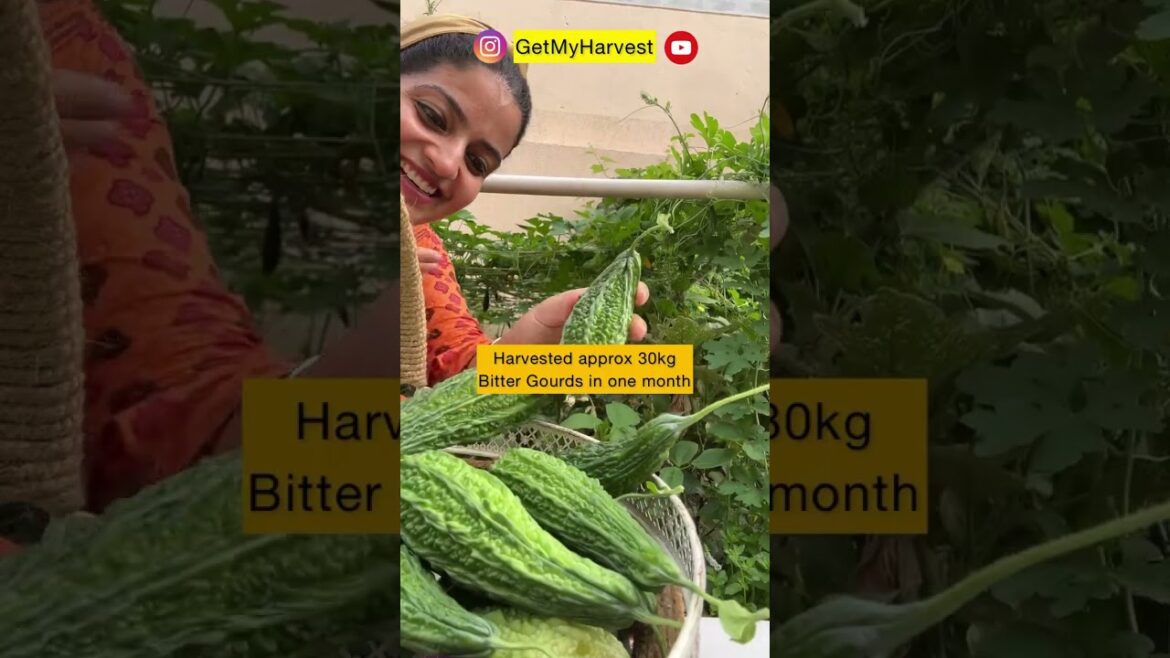FREE !! में सब्ज़ियां उगाएं | My Bitter Gourd Harvest #organicgardening