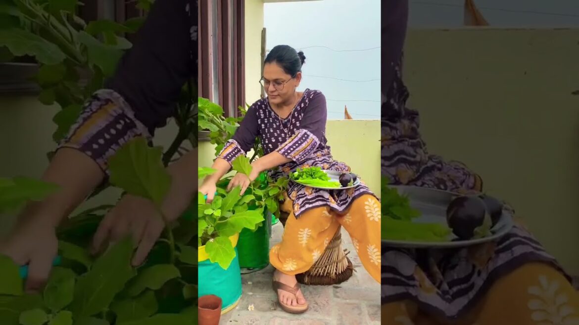 What all is growing in my garden #organicgardening