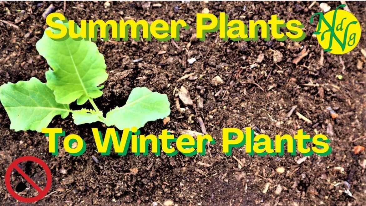 Succession Plant Your Vegetable Garden – No Dig Garden – From Summer to Winter Succession Plant Your Vegetable Garden - No Dig Garden - From Summer to Winter