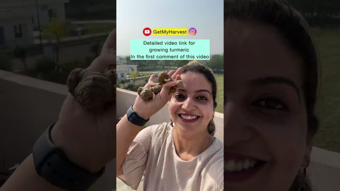 Vegetables to grow from July till October | बरसात के बाद और सर्दी से पहले लगने वाली सब्जी #Shorts Vegetables to grow from July till October | बरसात के बाद और सर्दी से पहले लगने वाली सब्जी #Shorts