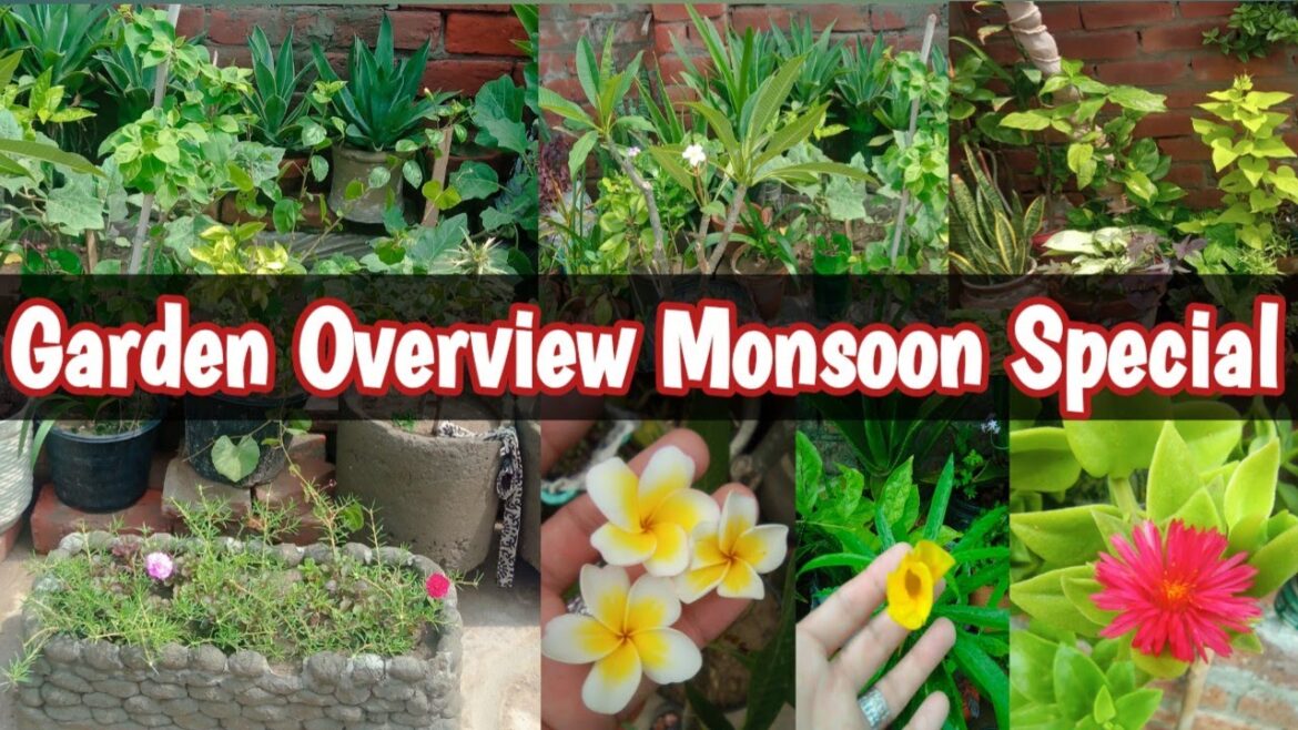 July Month Garden Overview2023||Monsoon Garden Overview||Vegetable Garden Update| Terrace Garden July Month Garden Overview2023||Monsoon Garden Overview||Vegetable Garden Update| Terrace Garden