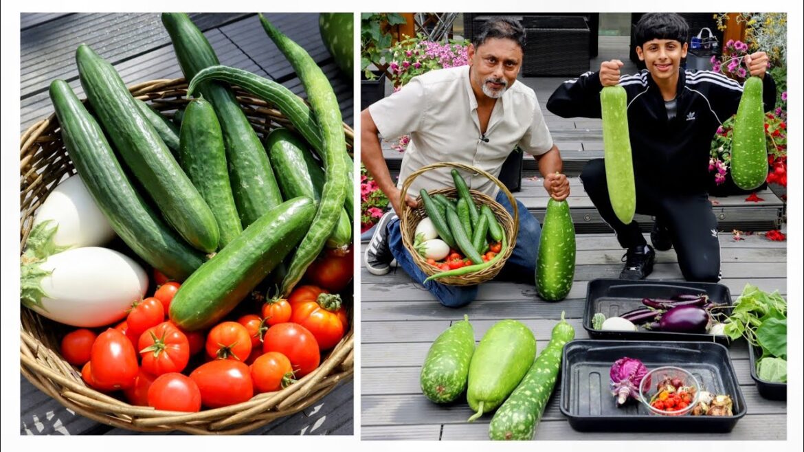 AMAZING HARVEST, Growing Deshi Vegetable Garden In Uk AMAZING HARVEST, Growing Deshi Vegetable Garden In Uk
