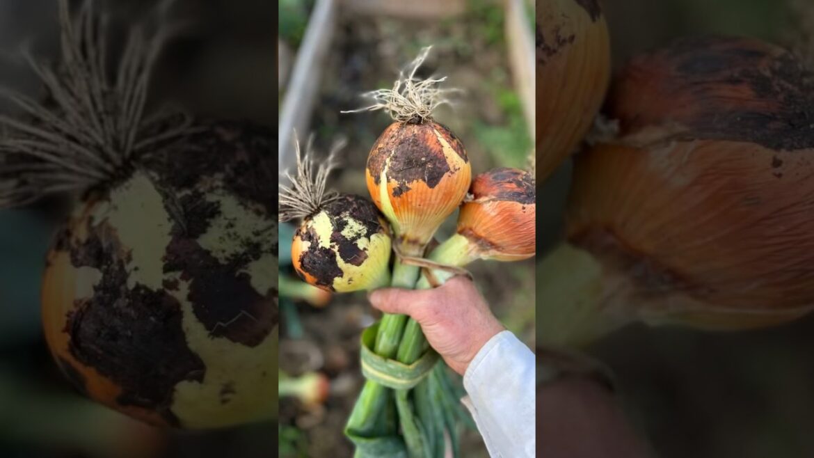 I’ll Never Grow Onions Any Other Way!! - Ultimate Easy And Effective #garden #growyourownfood