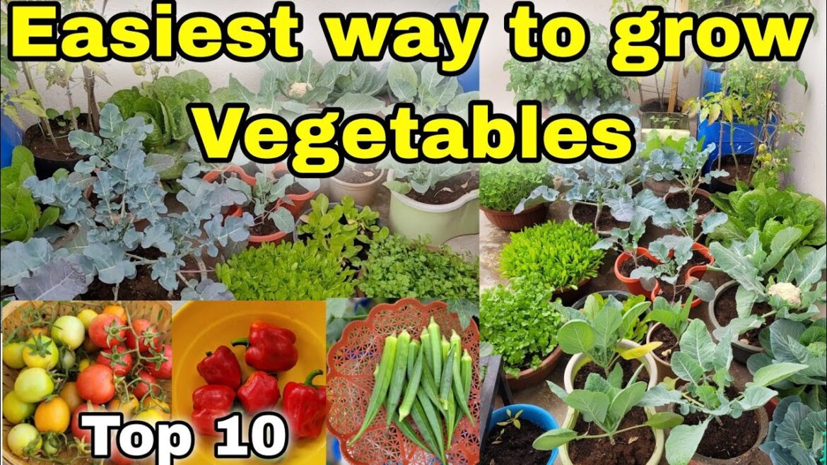 My favourite 10 Easiest way to grow vegetables at Home/Garden My favourite 10 Easiest way to grow vegetables at Home/Garden