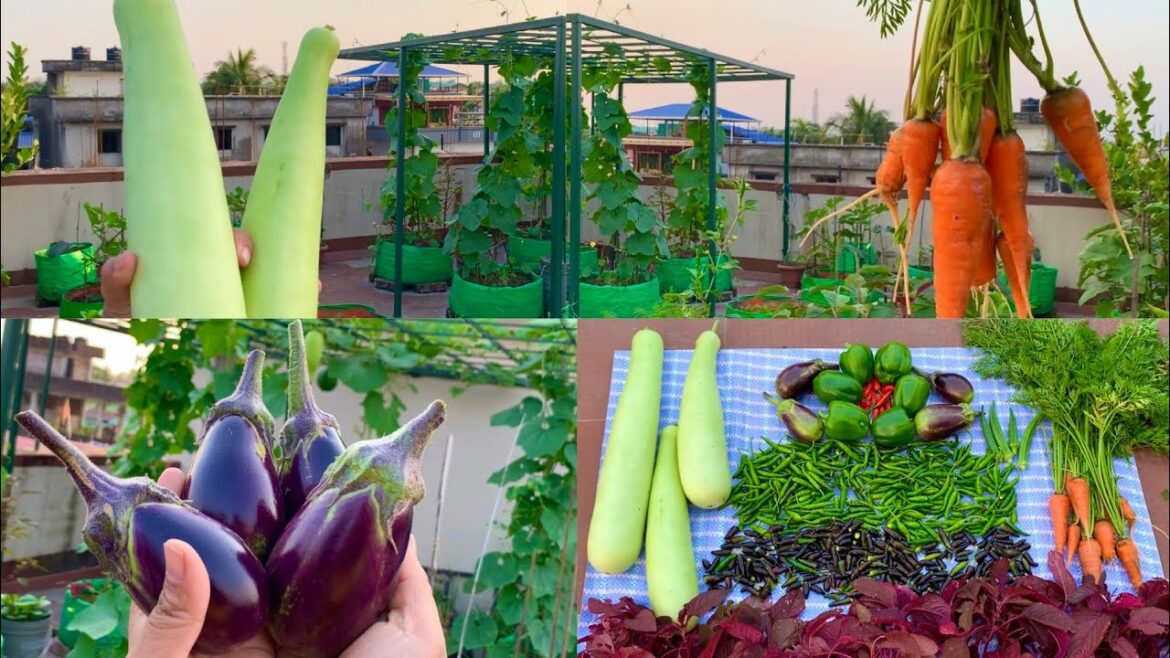 Massive Harvesting Of Pure Organic Veggies From My Terrace Garden//Harvesting Organic Vegetables
