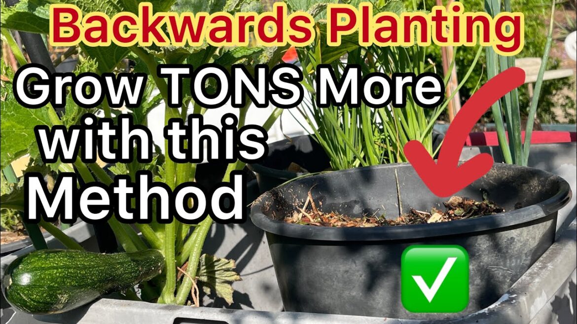Grow Tons More Vegetables “Backwards” Raised Bed Garden & Container Gardening *Great for Hot Weather Grow Tons More Vegetables “Backwards” Raised Bed Garden & Container Gardening *Great for Hot Weather