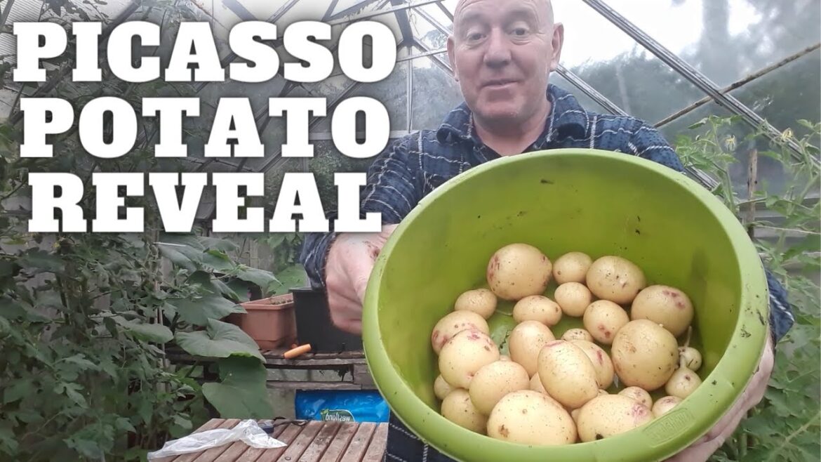 Picasso Potato Reveal [Gardening Allotment UK] [Grow Vegetables At Home ]