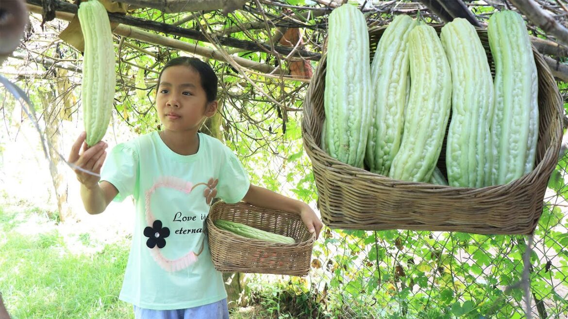 Smart girl harvest white bitter gourd in vegetable garden for cooking - Cooking with Sreypich