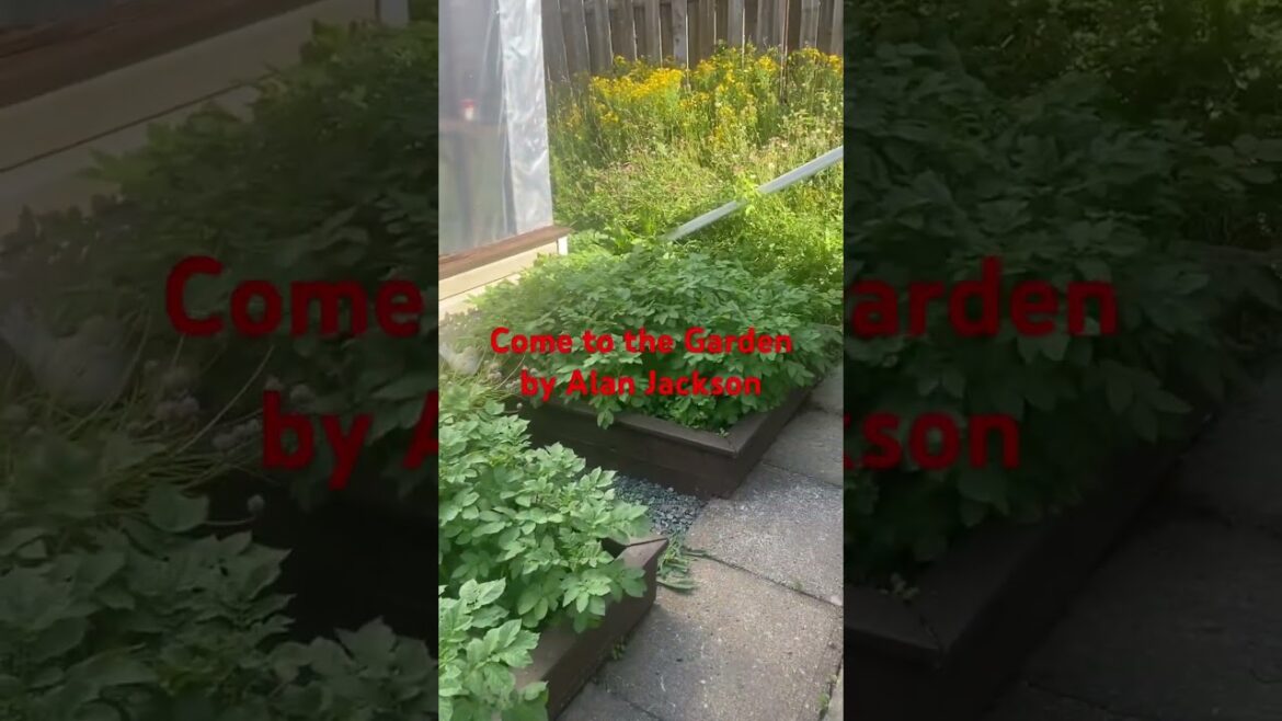 In The Garden #alanjackson #gardening #vegetablegardening In The Garden #alanjackson #gardening #vegetablegardening