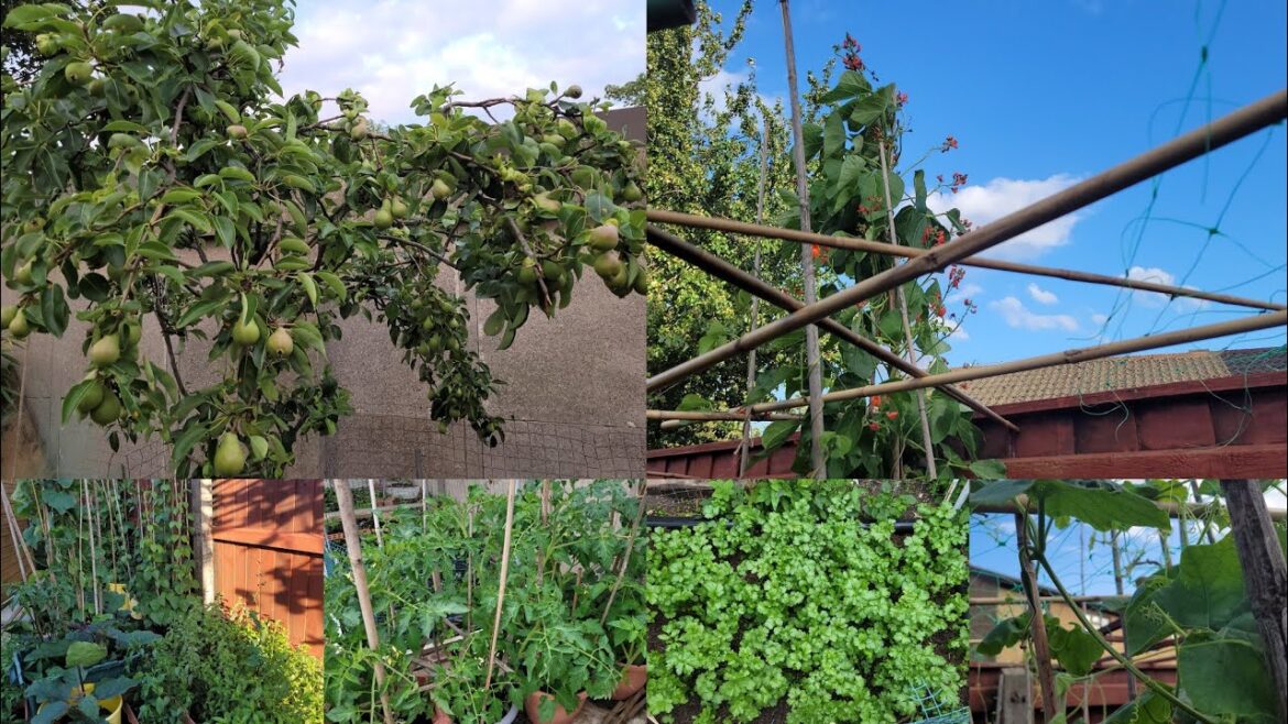 Bangladeshi Vegetable Garden In Uk || Shokher Bagan 2023 || Garden Update