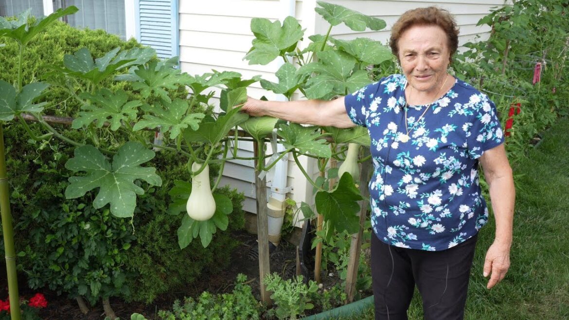 Italian Grandma’s Vegetable Garden Tour 2023 Italian Grandma's Vegetable Garden Tour 2023