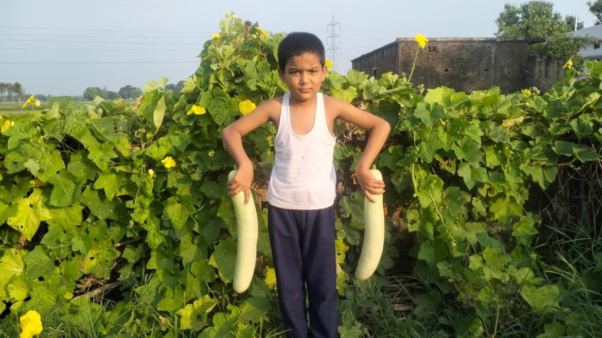 Vegetable garden tour My bottle gourd harvest from my small backyard garden|Indian garden