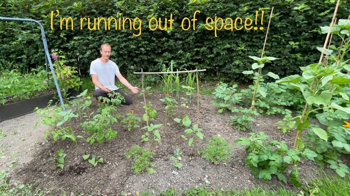 Planting Lots of Fruit & Veg | Home Vegetable Garden