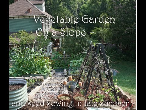 Vegetable Garden on a steep SLOPE/ Seeds to sow in late summer Vegetable Garden on a steep SLOPE/ Seeds to sow in late summer