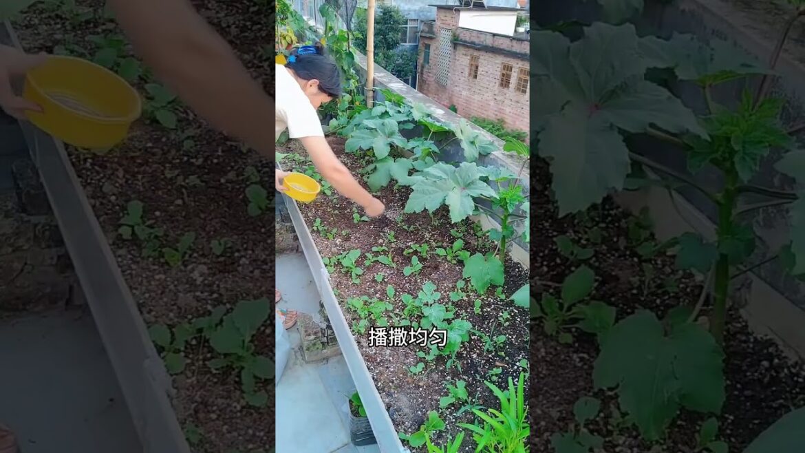Growing garden vlog by meimei #short #vegetable Growing garden vlog by meimei #short #vegetable