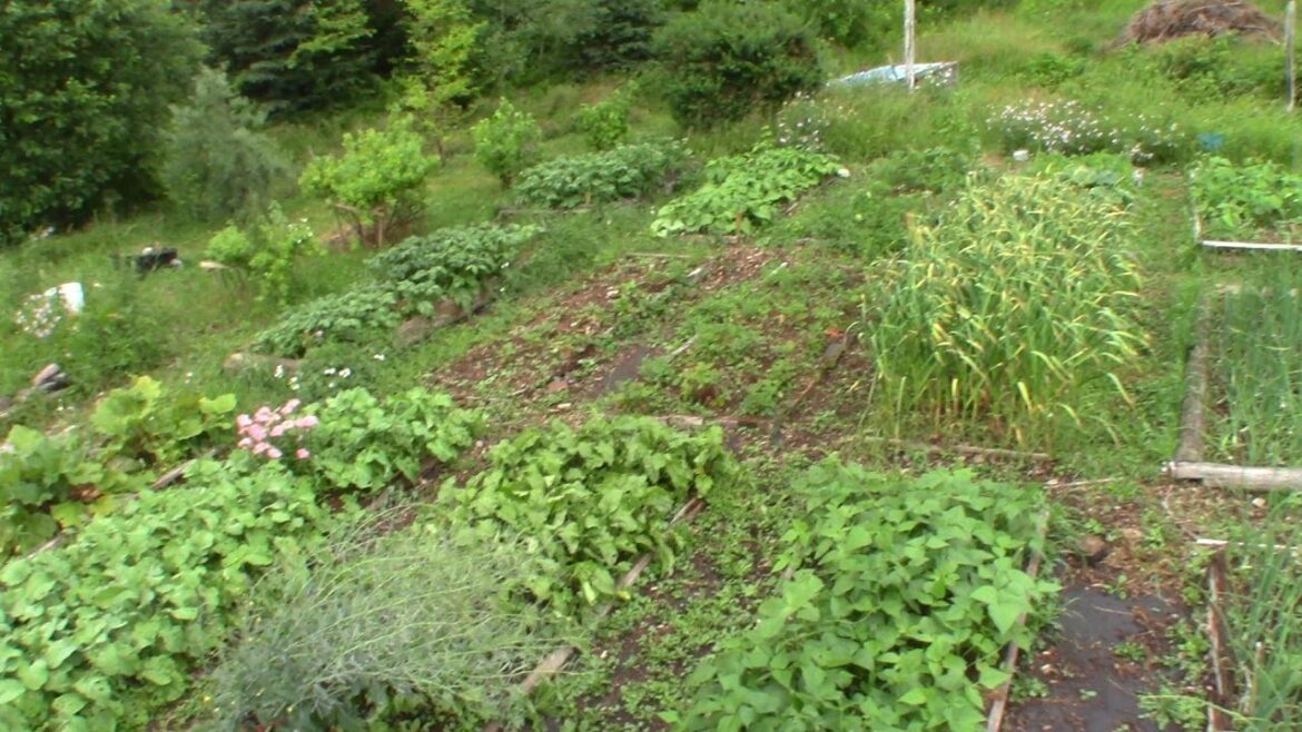 The Vegetable Garden!!!! Complete Garden Tour part 3 The Vegetable Garden!!!! Complete Garden Tour part 3