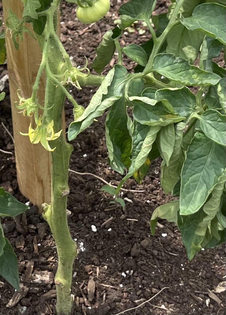 Is this the start of septoria leaf spot?