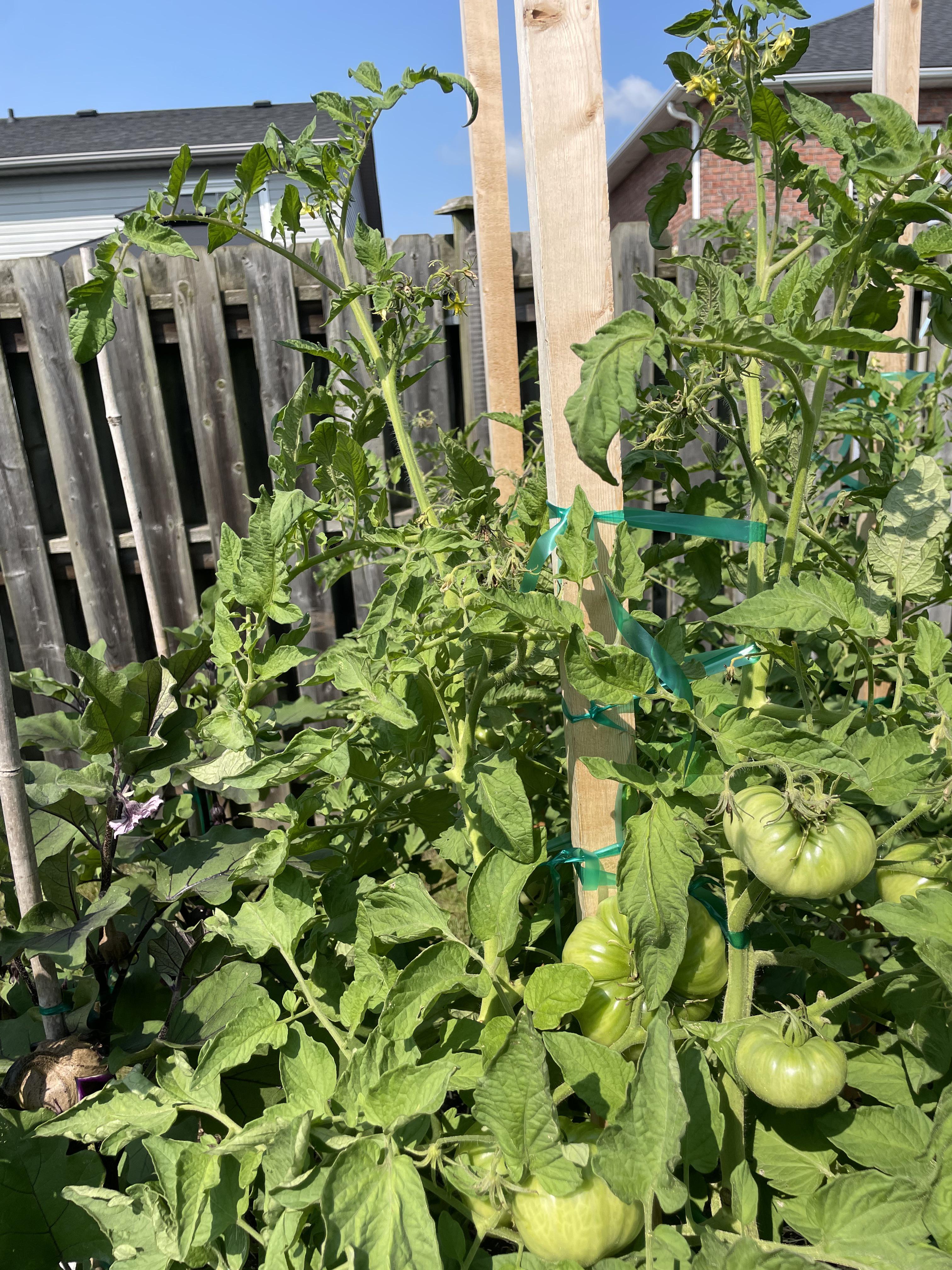 Why are my tomato flowers drying up and turning brown? Dining and Cooking