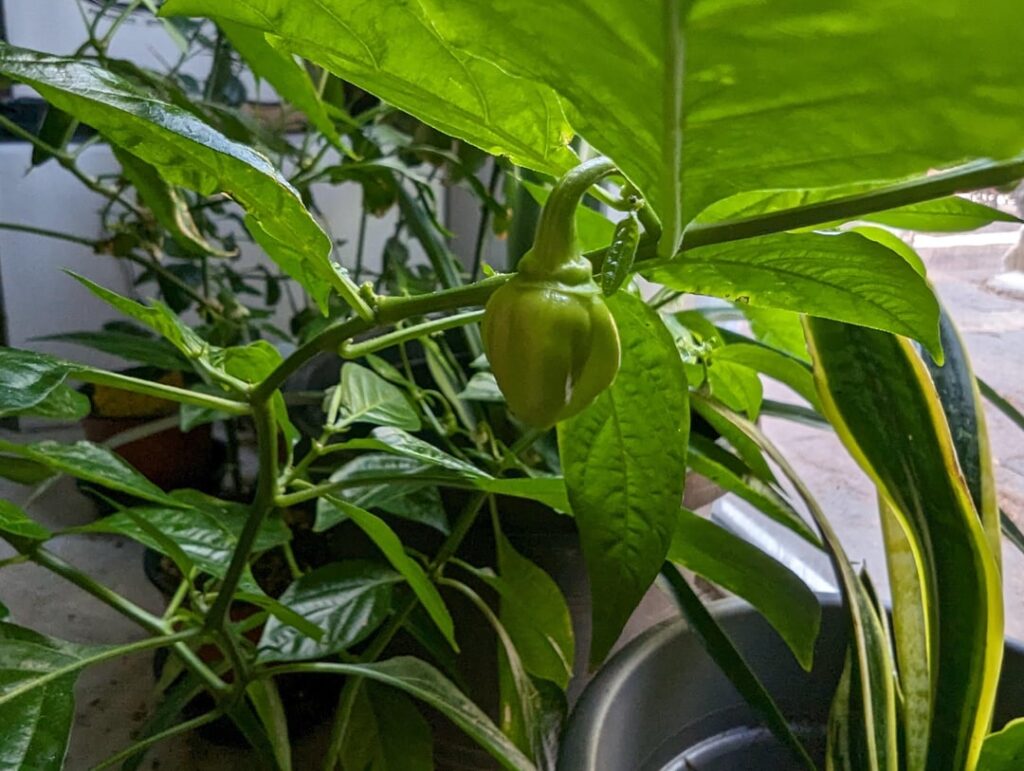 Yes! My new (as of February) habañero plant is finally fruiting!
