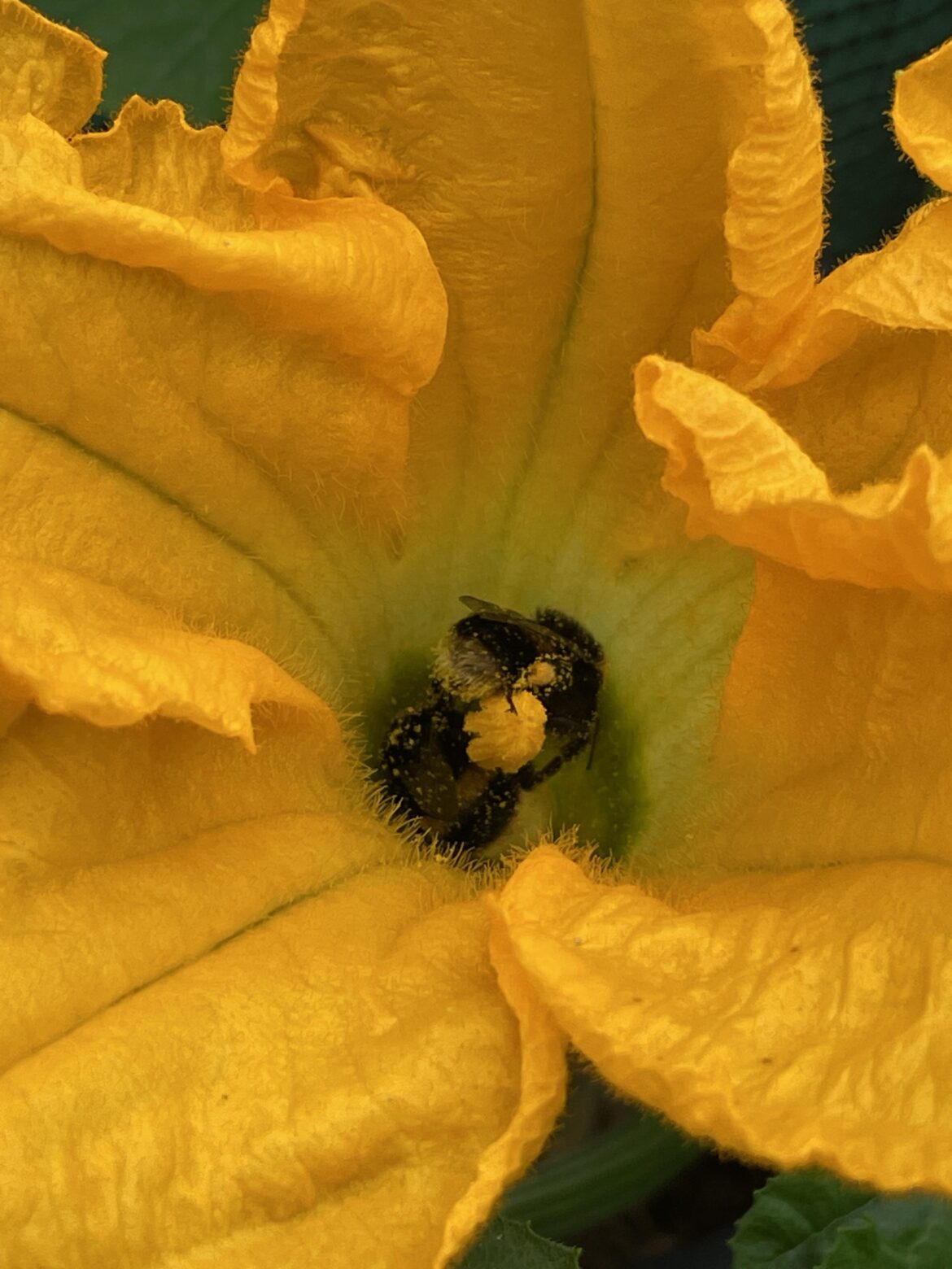 Drunk Bees on Courgette pollen this morning….