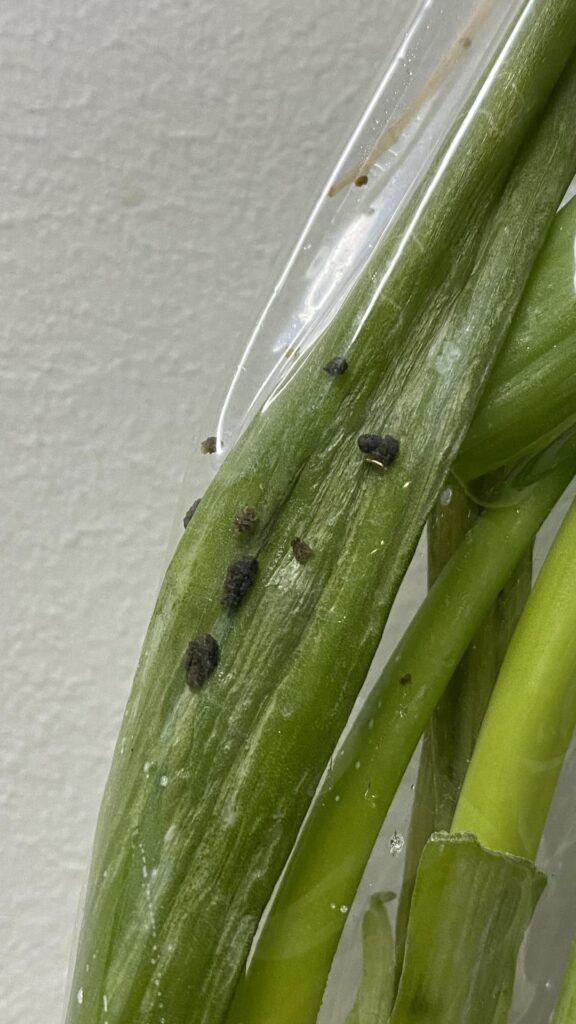 First box from hellofresh