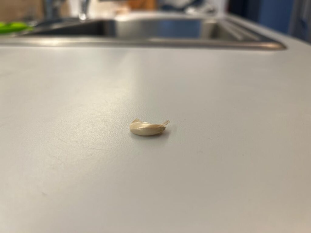 worst garlic ever?