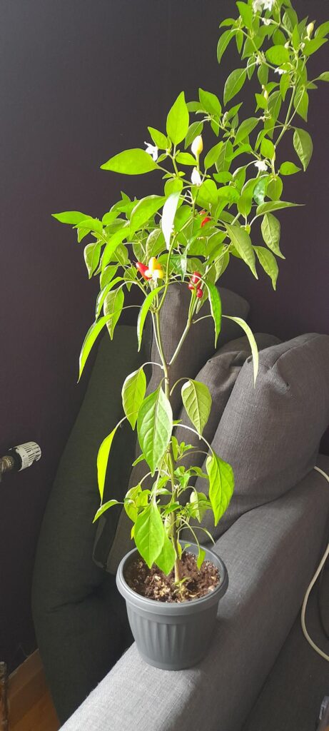 Help me identify these chilis