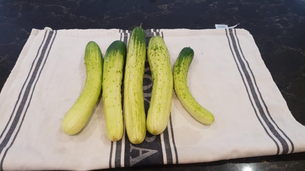 home grown cucumber oi sobagi and kkakdugi 오이소박이와 깍두기