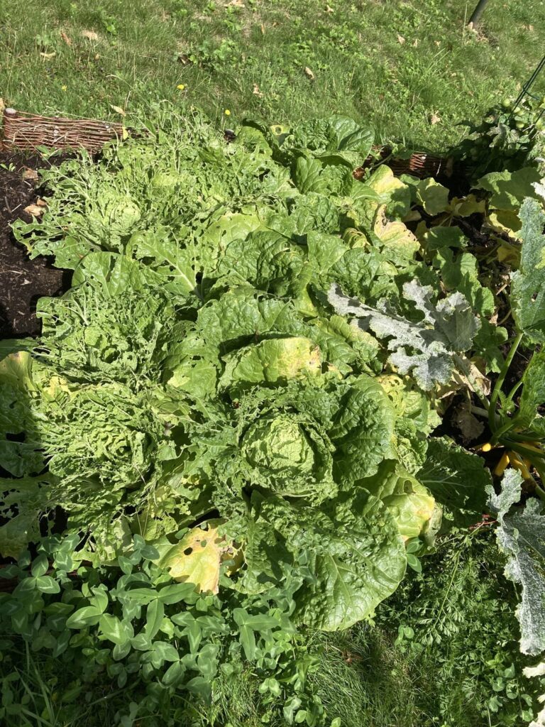 It's kimchi time! First time growing my own cabbage and it turned out pretty nice