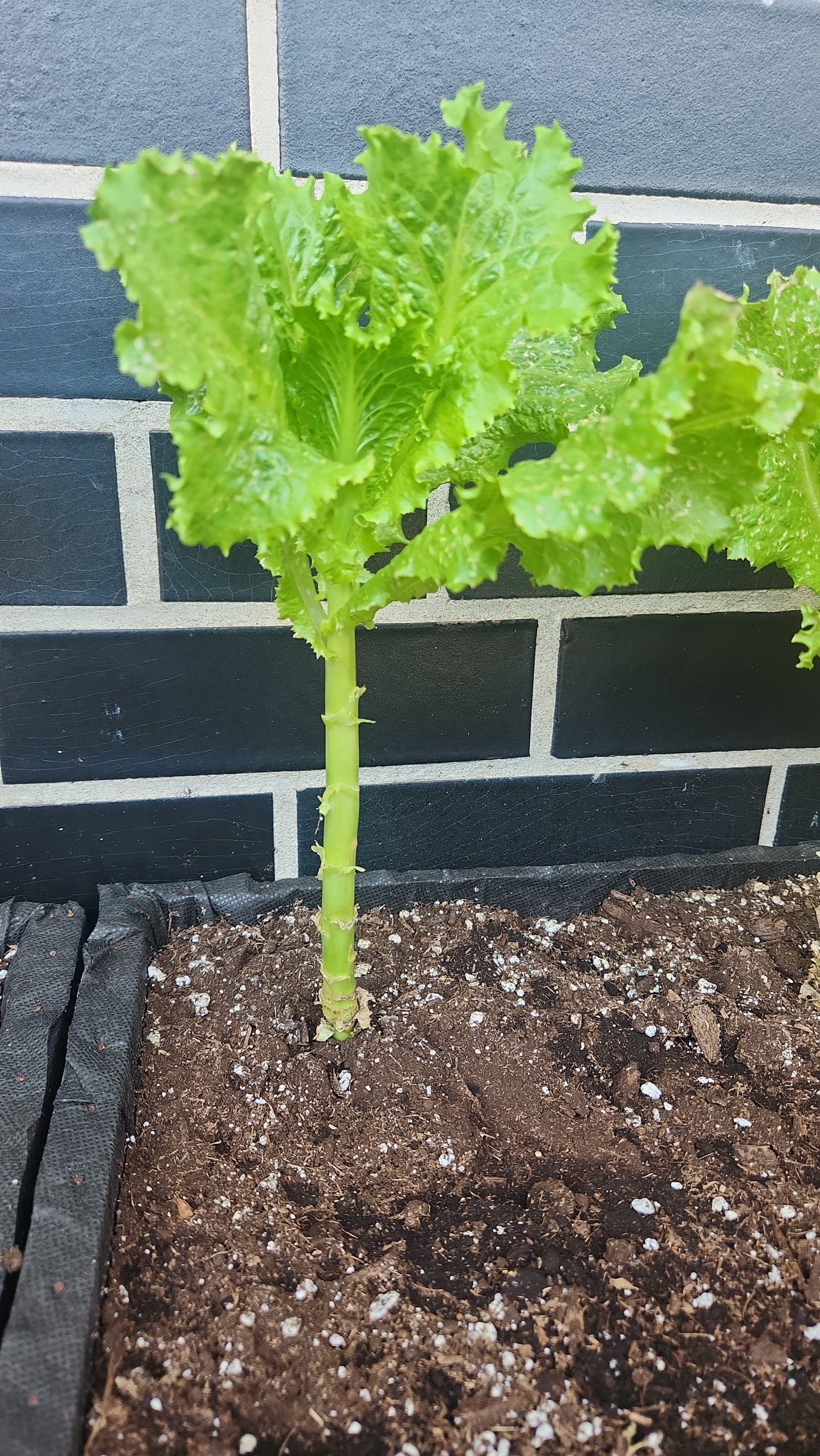 I don't think my lettuce has bolted but using it all summer it is very