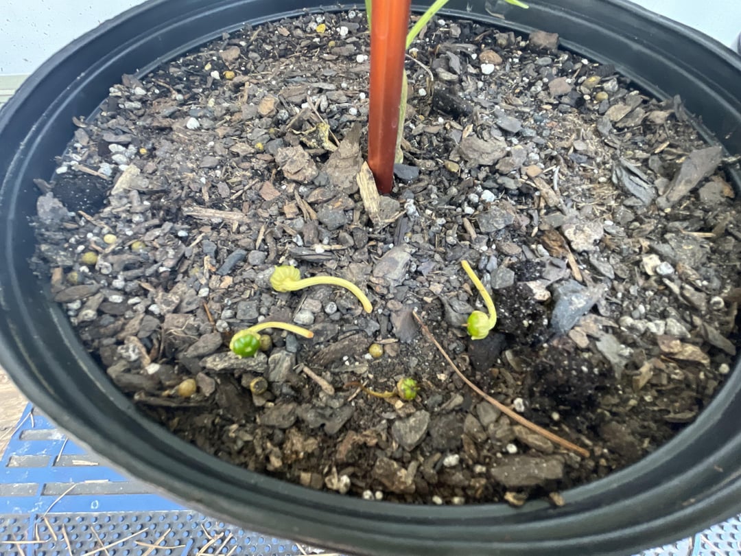 I’m having buds fall off of my bell pepper plants, should I be concerned or is this normal