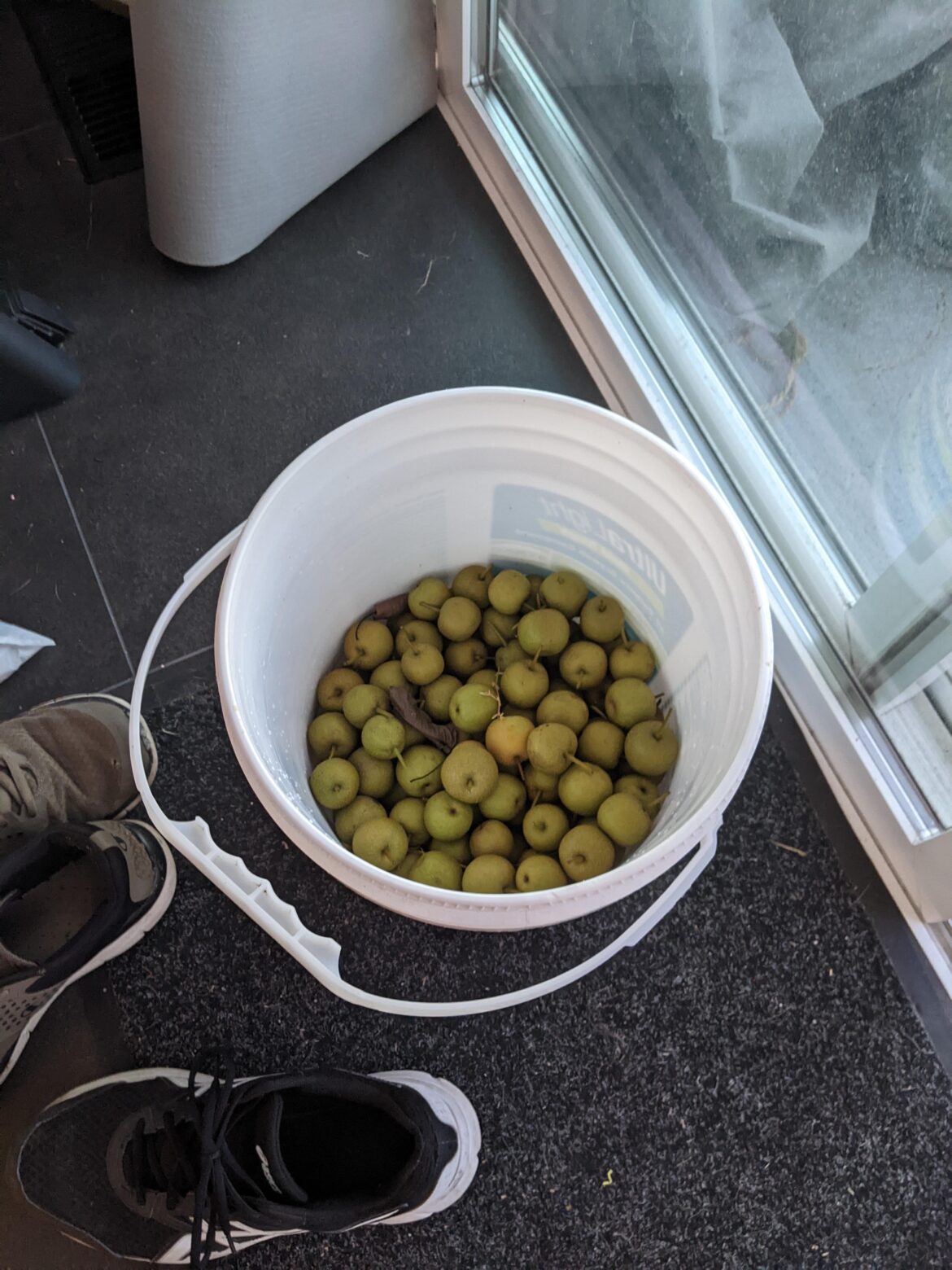 Small, underripe Asian pears -- good for anything?