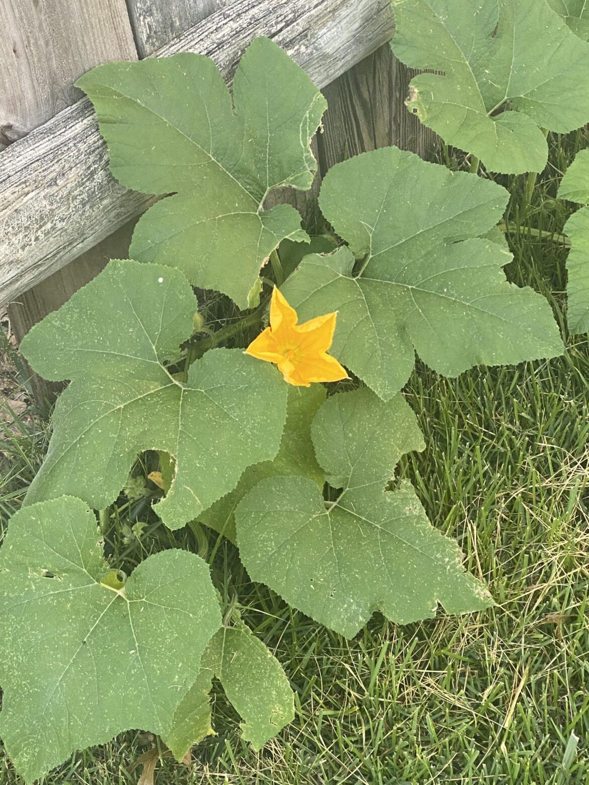 Feeling dumb and need some help identifying