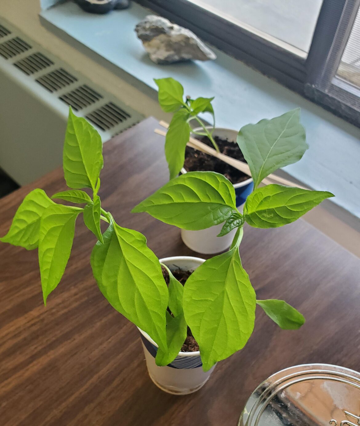 Ghost pepper plant