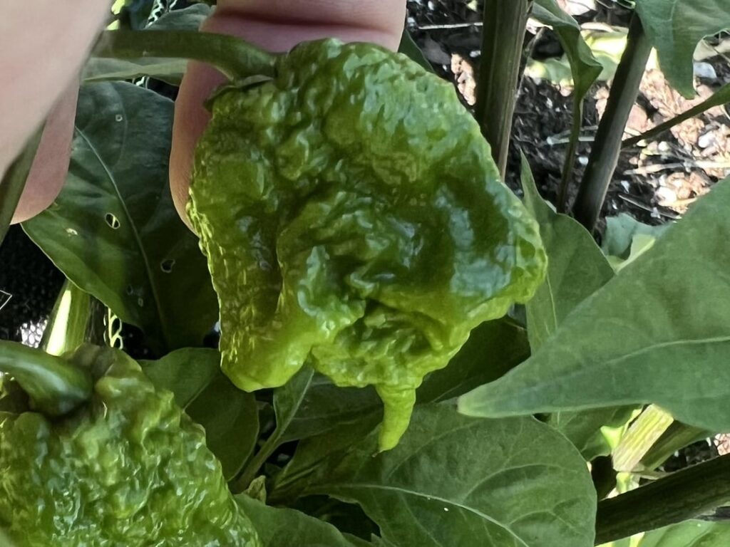 Growing some reapers this year