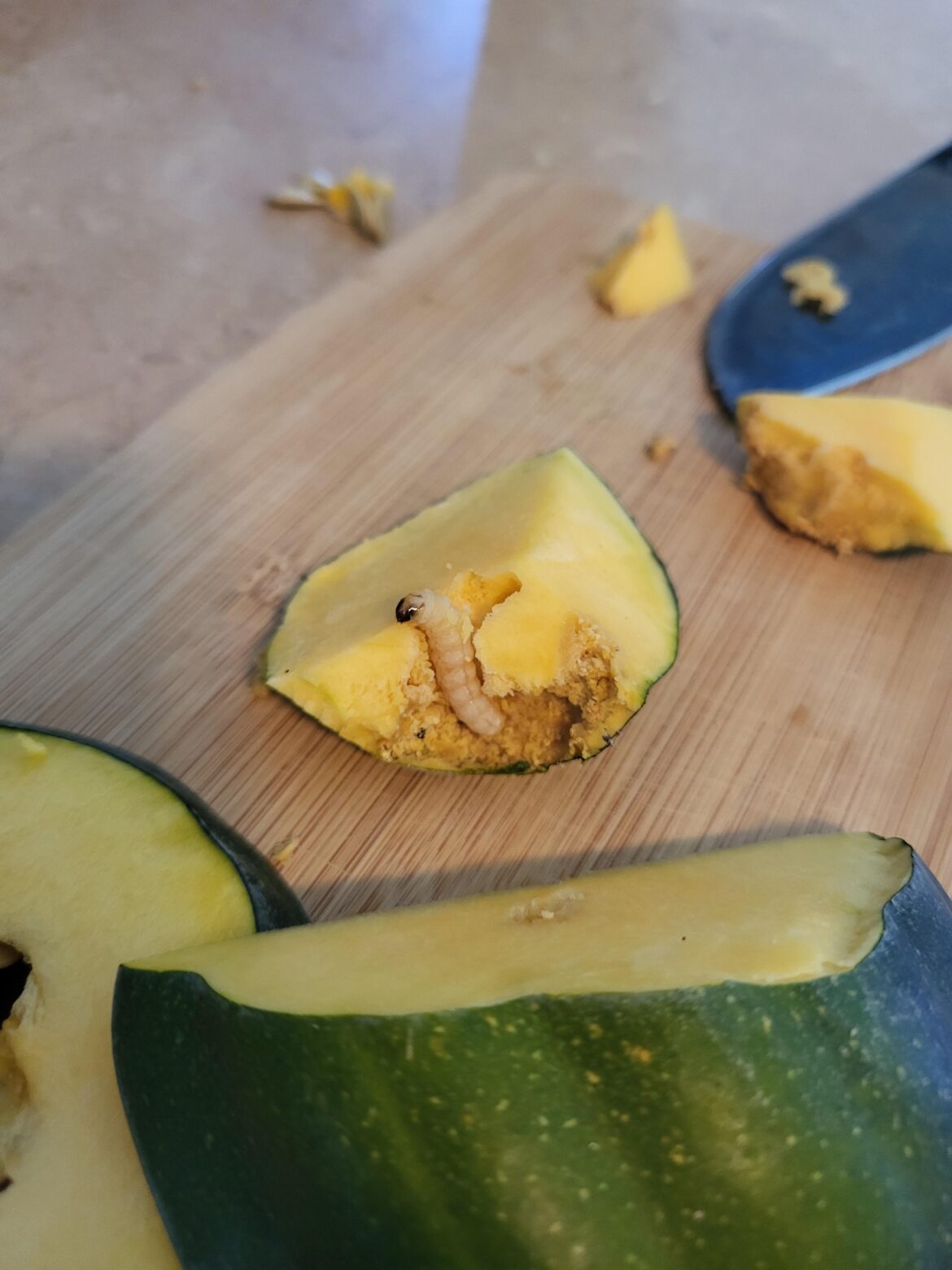 I think I am done growing squash