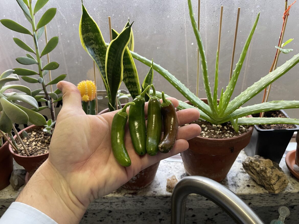 First pepper pull! Serranos for the heat!