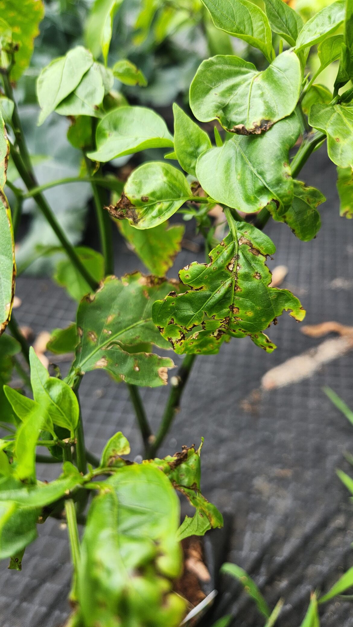 What is going on with my peppers?