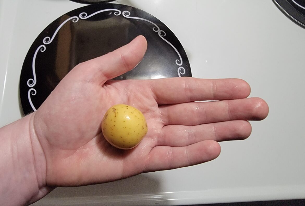 Tiny potato to go with the tiny garlic.