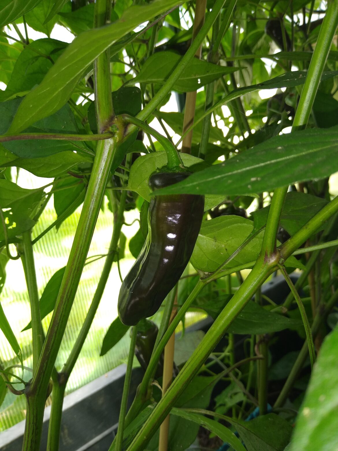 Can you help me identify this pepper?