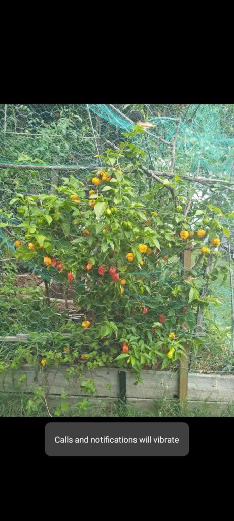 Made my eyes wet when mowing the fallen