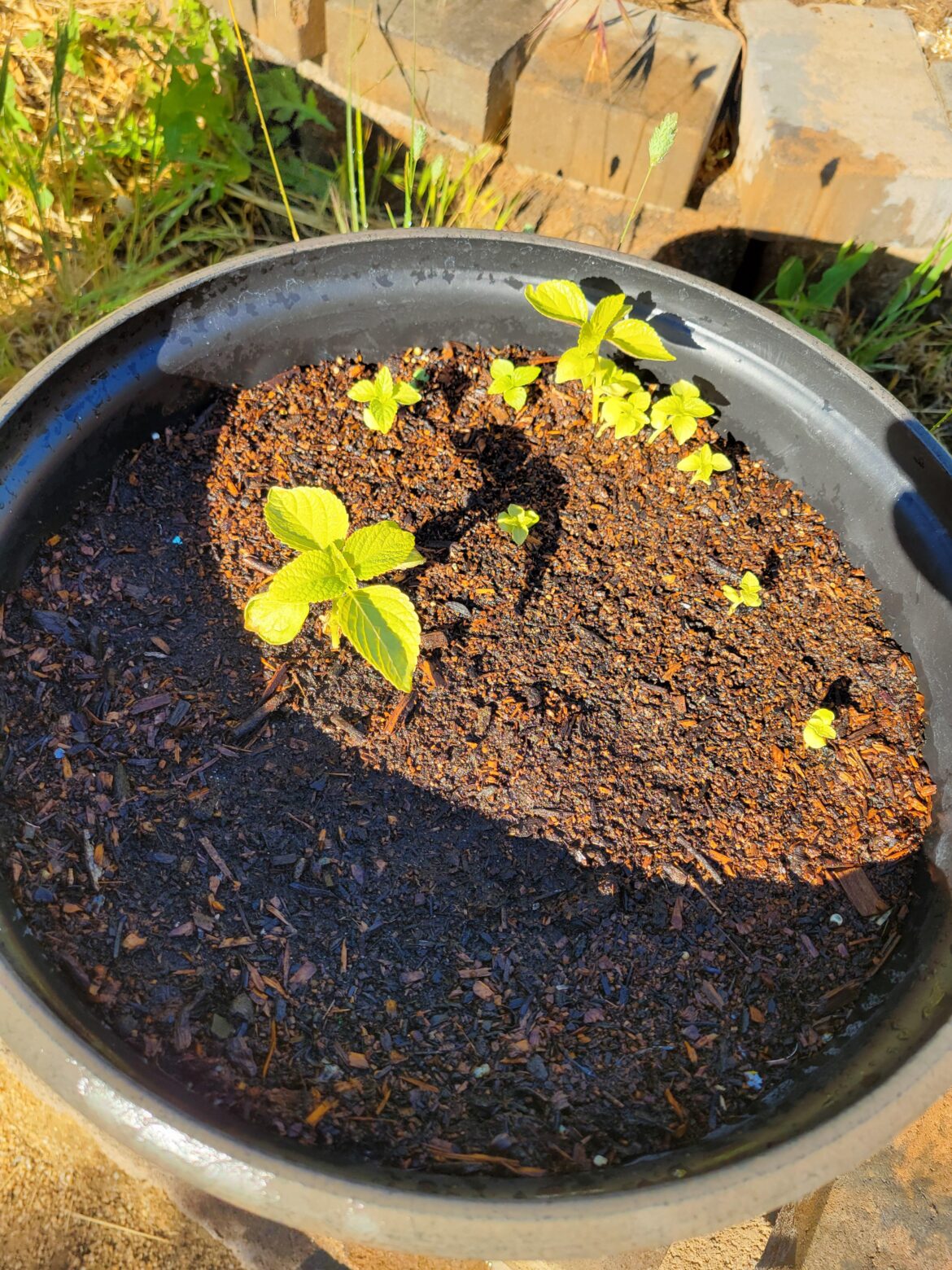 My perilla plants are doing well, growing by the day. I am SO excited! I have tried several times but this is the first success.