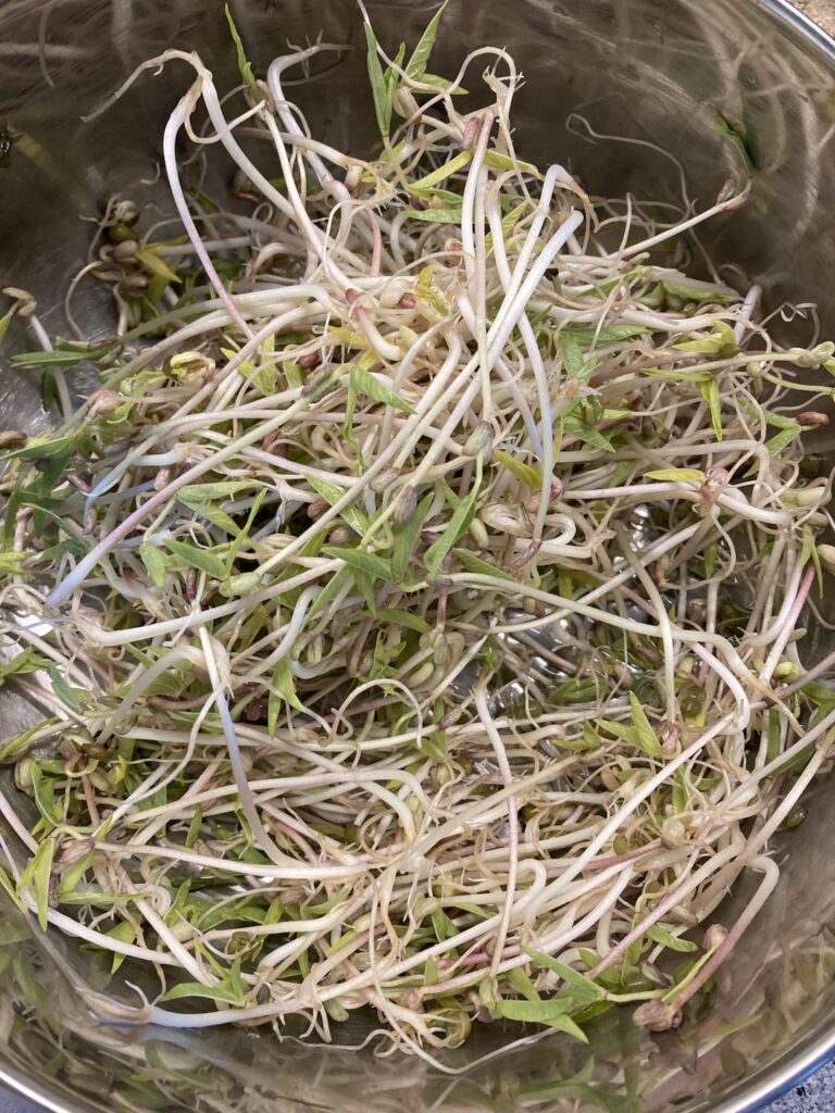 Homegrown mungbean sprouts and fresh banchan