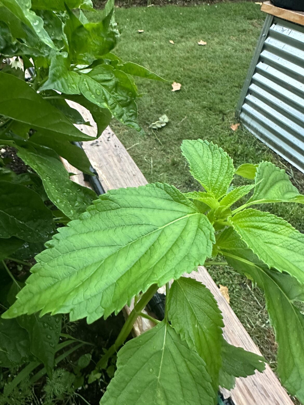 Did the Perilla I plant in our raised bed finally take off or is this something else? Making sure it’s safe to consume!