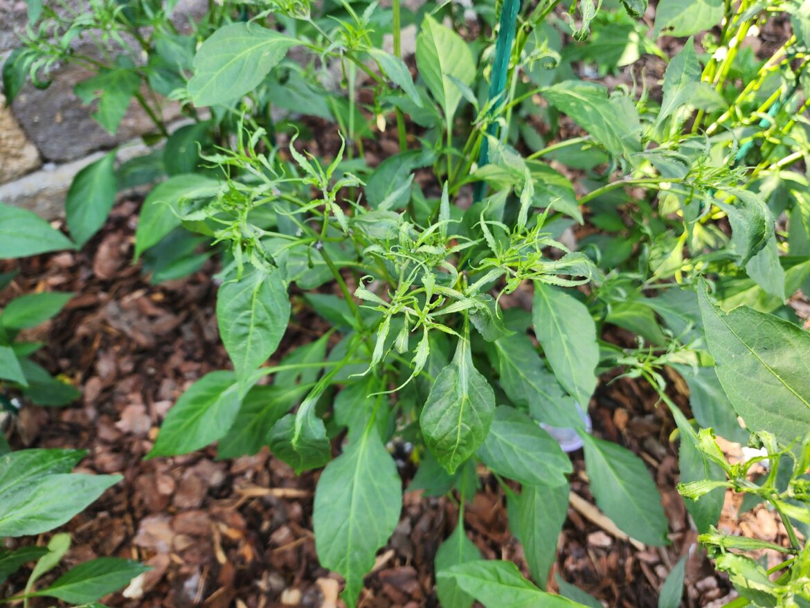 Pepper Plant - Abnormal Leaves?