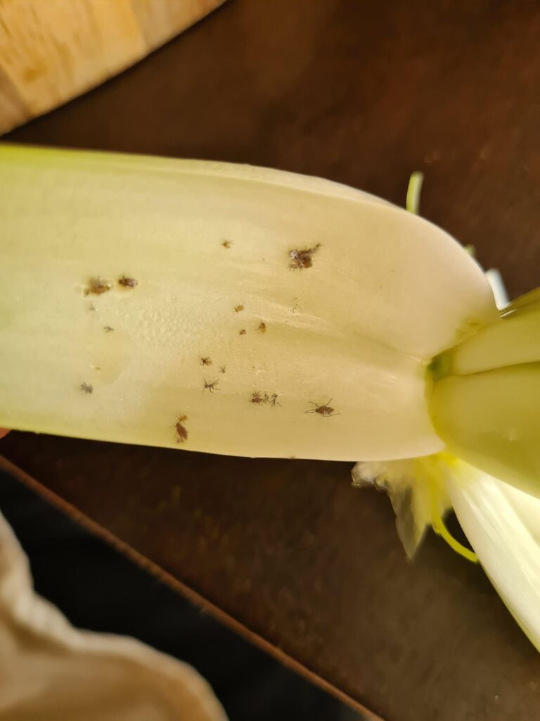 Asian Greens full of insects