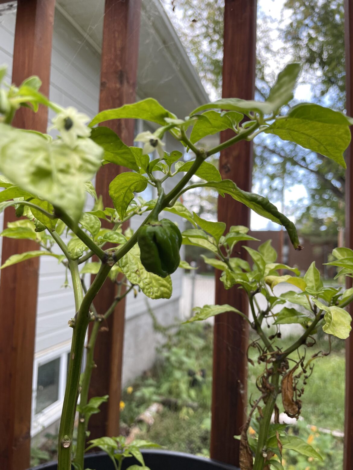 Trinidad Scorpion growing on the vine