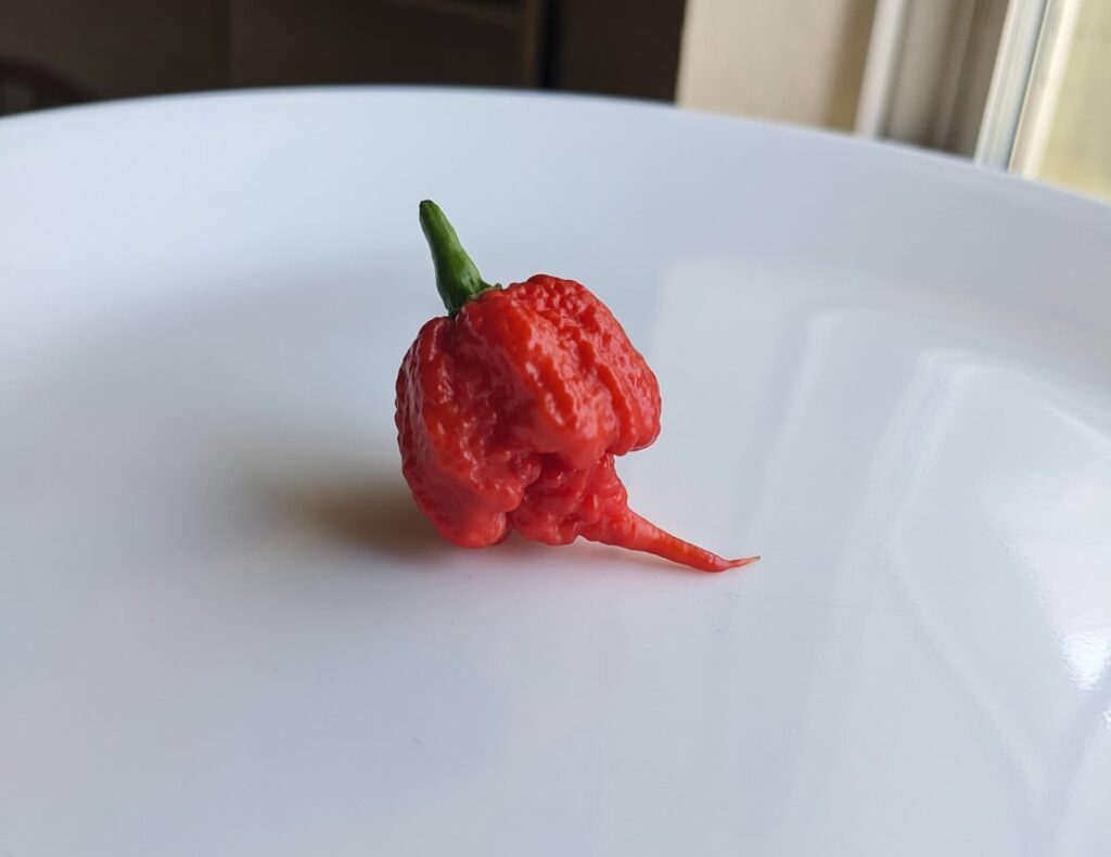 Homegrown Carolina reaper